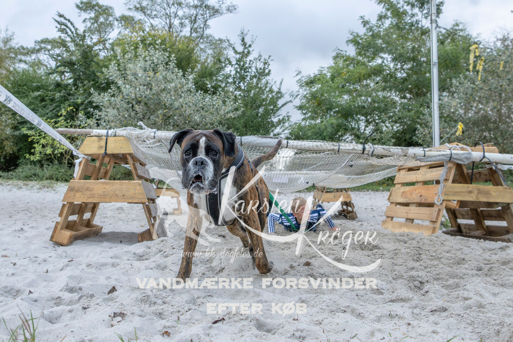 1126_ZZ96771 | kk-dogfotos
