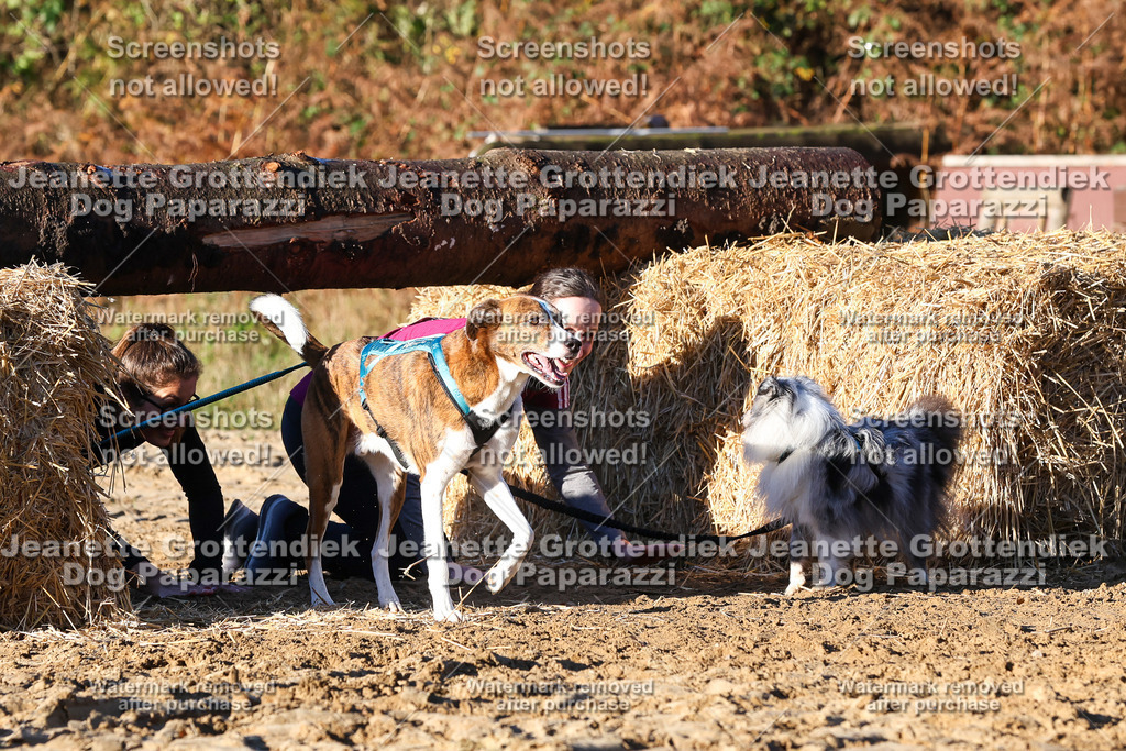 Dog Paparazzi - Strongdog 10-25-1197 | Dog Paparazzi Jeanette Grottendiek Fotografie & Videografie - Realisiert mit Pictrs.com