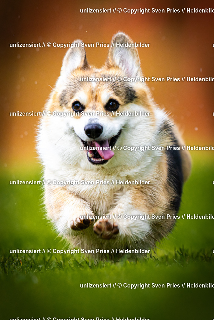 Sven Pries | 2025-09-21 - Hunderennen Baden-Oos - Realisiert mit Pictrs.com