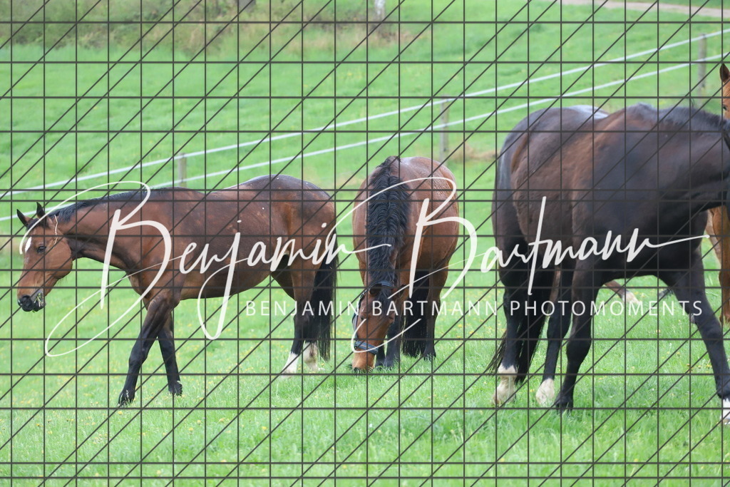 IMG_4287 | Benjamin Bartmann Photomoments