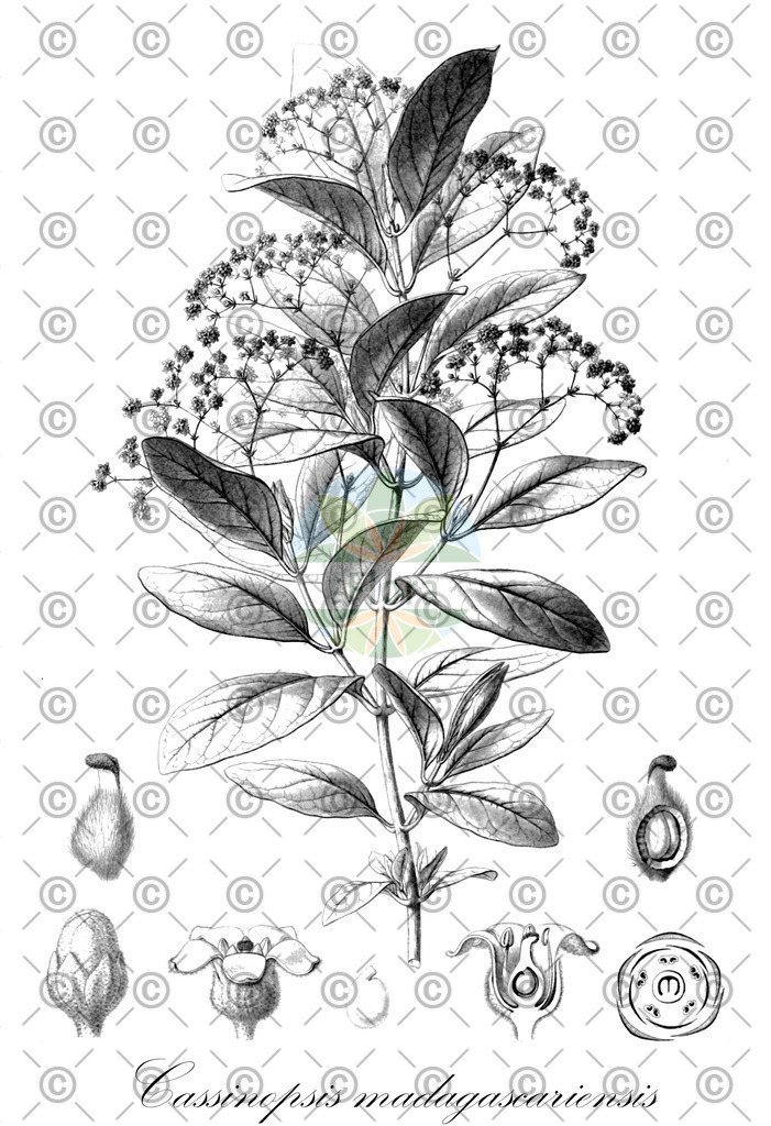 HistAbb_EMP_19528_1_SIMPLE | Historische Abbildung von Cassinopsis madagascariensis - Icacinaceae | Historical Illustration of Cassinopsis madagascariensis - Icacinaceae