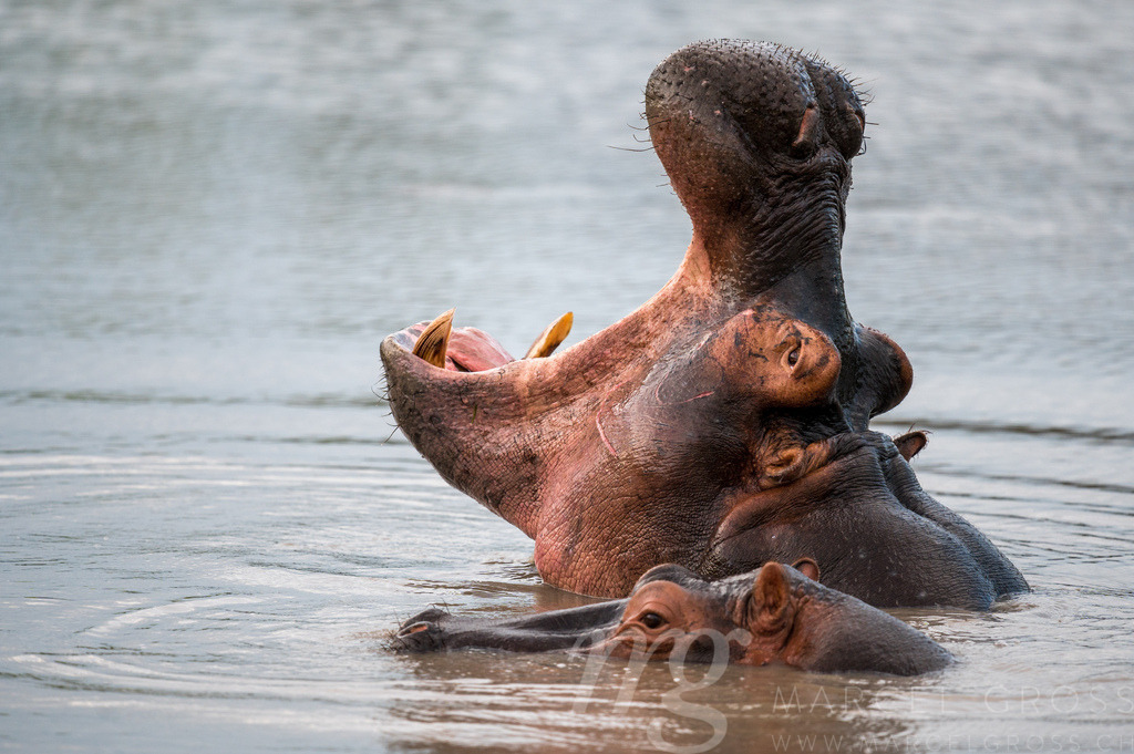 yawning hippo in Lake Mburo National Park | Die ideale Geschenkidee für Naturliebhaber. Naturbilder von Marcel Gross Photography für ihr Zuhause in den verschiedensten Formaten und Materialien. - Realisiert mit Pictrs.com