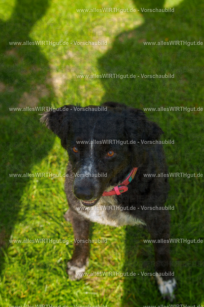 Hundeschwimmen_Grefrath_2026-allesWIRTHgut_Tierfotografie-13_21-7R508372 | Professionelle Tierfotografie in Mönchengladbach von Daniel Wirth (allesWIRTHgut). Liebevolle & natürliche Bilder von Hunden & Katzen für unvergessliche Erinnerungen.