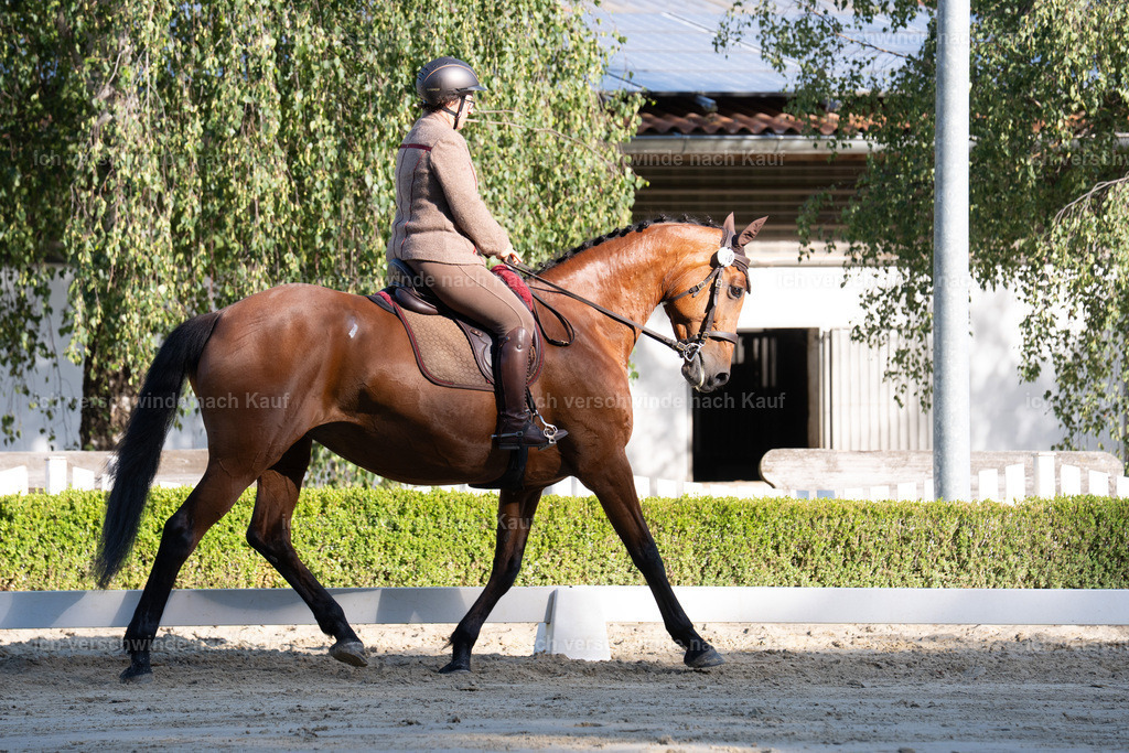 WL_DR_140_sinafilmart_IN05716 | working equitationturnier fotograf videograf stoibphotography marixx film working equitation deutschland reitsport turnierfotografie eventfotografie equestrian events