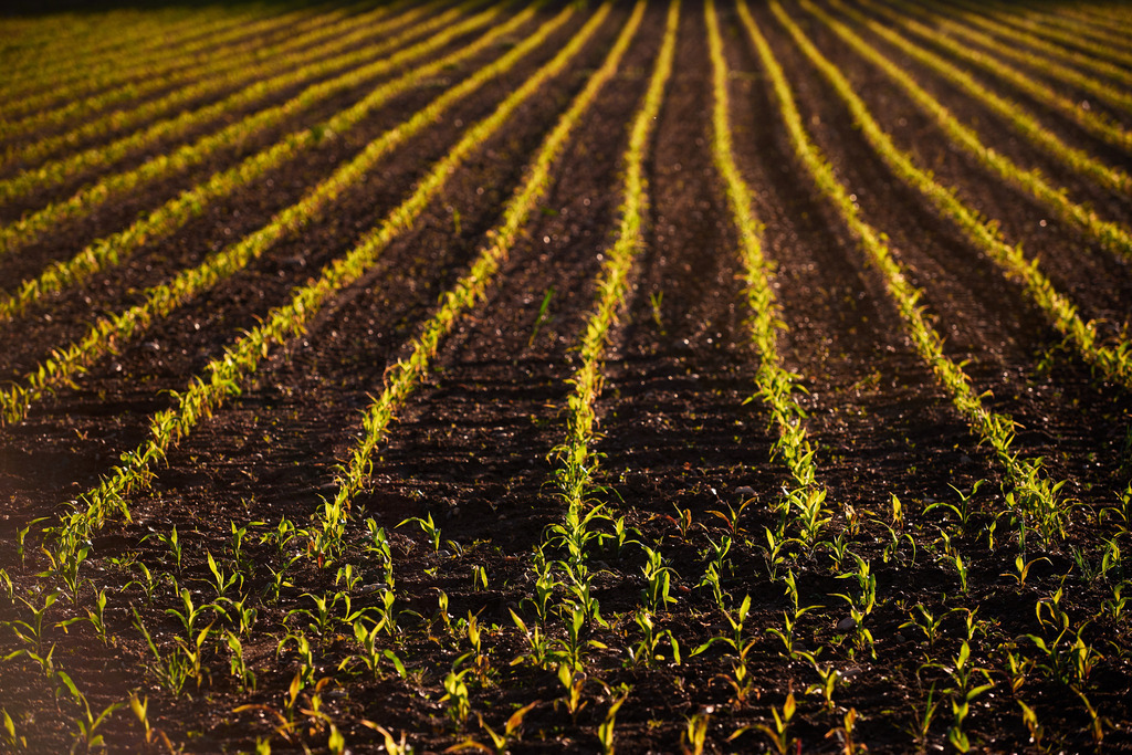 Ackerfeld mit jungen Maispflanzen im Gegenlicht | Dobersdorf, Austria - May 10, 2019: Ackerfeld mit jungen Maispflanzen im Gegenlicht - Realisiert mit Pictrs.com