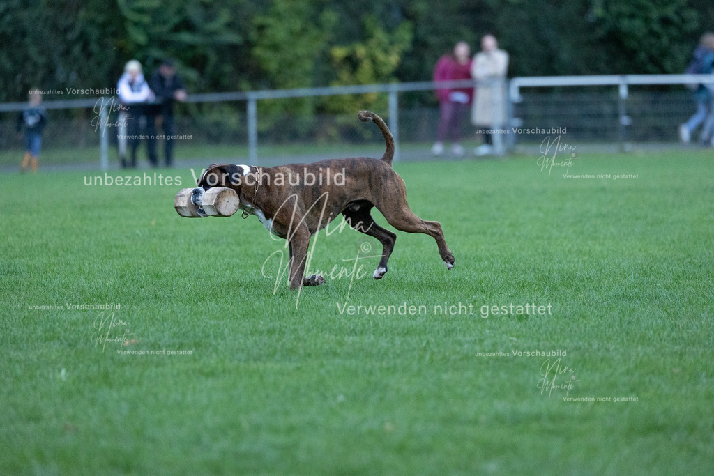 _16A4448 | Einzigartige Fotos von Hunden & Menschen –Actionfotos, Portraits, Vereinsaufnahmen & Paarshootings – authentisch, lebendig & mit Herz.