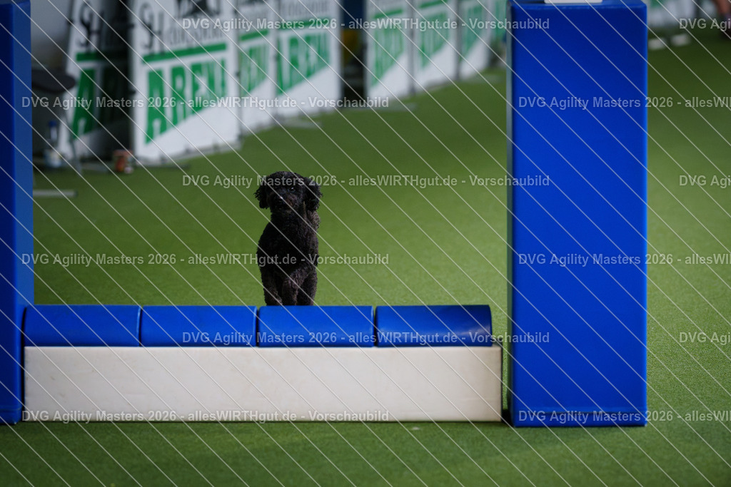 allesWIRTHgut_Tierfotografie-DVG_Agility_Masters_2026-12_34-7R508731 | Professionelle Tierfotografie in Mönchengladbach von Daniel Wirth (allesWIRTHgut). Liebevolle & natürliche Bilder von Hunden & Katzen für unvergessliche Erinnerungen.