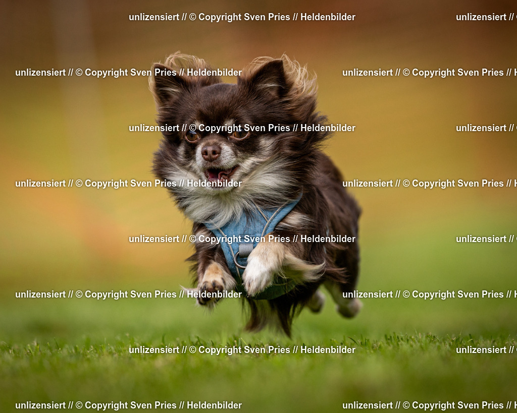 Sven Pries | 2024-09-22 - Hunderennen Baden-BadenPudelverein - Realisiert mit Pictrs.com