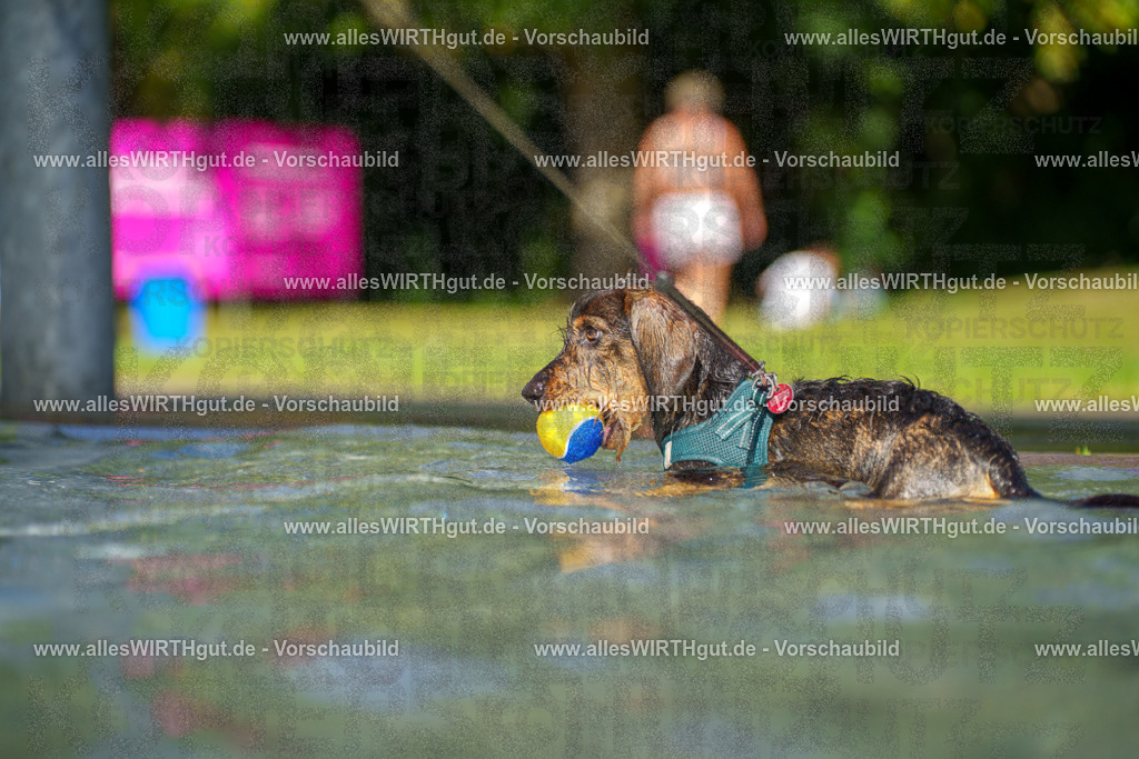 allesWIRTHgut Tierfotografie - allesWIRTHgut.de - 7IV08695 | Professionelle Tierfotografie in Mönchengladbach von Daniel Wirth (allesWIRTHgut). Liebevolle & natürliche Bilder von Hunden & Katzen für unvergessliche Erinnerungen.