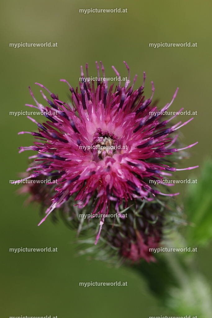 Kletten-Ringdistel-005 | Das Bilderarchiv über Tiere, Planzen und Landschaften. In der Bilddatenbank finden Sie ein große Auswahl an hochwertigen Bilder für Ihre Werbung - Realized with Pictrs.com