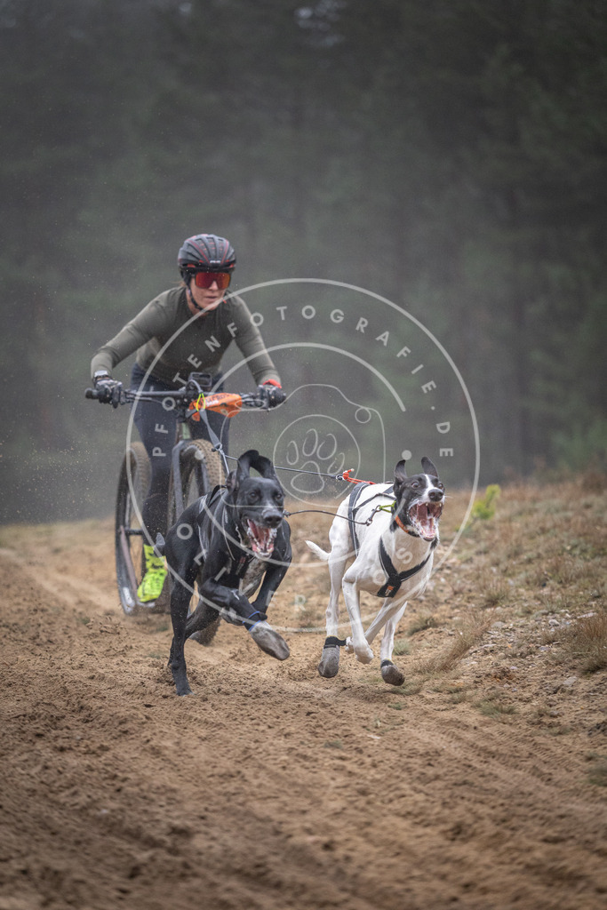 Pfotenfotografie_DV3A0772 | Hundefotografie, Tierfotograf, Pfotenfotografie, Fotoshooting Hund, Hunde Portrait, Hundesport, Hundeportraits, Heideshooting, Hunde, Sportfotograf, Hundefotograf, Turnierhundsport, THS,  - Realisiert mit Pictrs.com