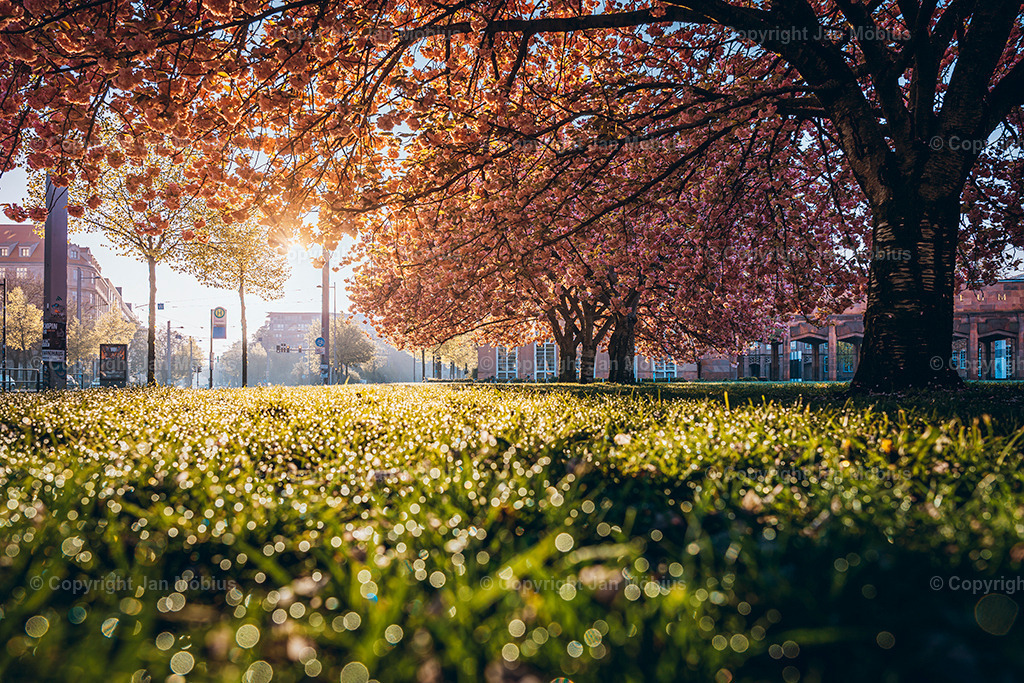 _DSC1814 | Leipzig Wandbilder Drucke Prints Leinwand Stadtmotive Leipzig Fotosdruck Kunstdrucke Bilder Leipzig Stadtansichten Acrylglasbilder Leipzig Wanddeko Fine Art Prints Wandbilder Büro Leipzig Bilder Praxis Zuhause Bilderdruck Poster Posterlounge Kunstdrucke - Realisiert mit Pictrs.com