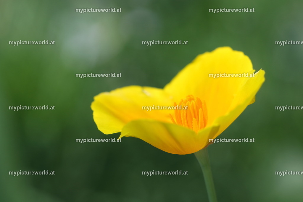 Kalifornischer Mohn-001 | Das Bilderarchiv über Tiere, Planzen und Landschaften. In der Bilddatenbank finden Sie ein große Auswahl an hochwertigen Bilder für Ihre Werbung - Realized with Pictrs.com