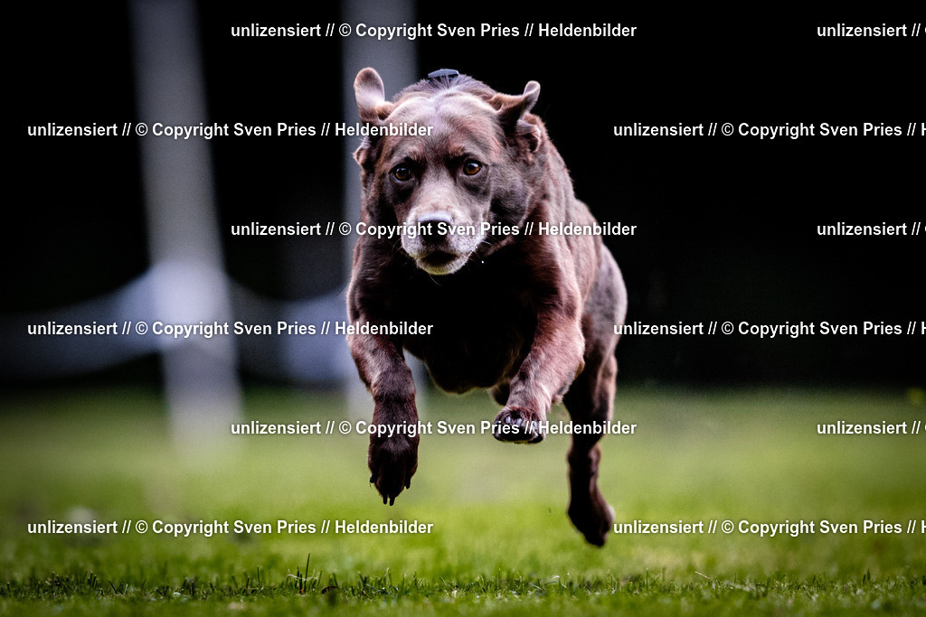 Sven Pries | 2025-10-03 - Hunderennen Obergrombach - Realisiert mit Pictrs.com