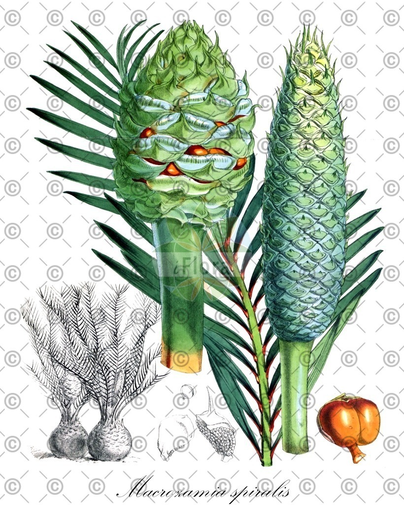 HistAbb_EMP_7530408_1_SIMPLE | Historische Abbildung von Macrozamia spiralis - Zamiaceae | Historical Illustration of Macrozamia spiralis - Zamiaceae