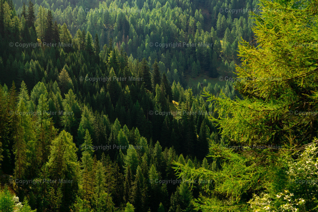 Divers_Erlebnisraum_Wald_23_Peter_Maier-712 | piet_flosse