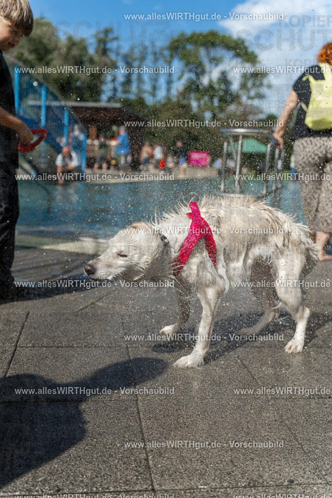 Hundeschwimmen_Volksbad_2026-allesWIRTHgut_Tierfotografie-2609061216-112656-7R500031 | Professionelle Tierfotografie in Mönchengladbach von Daniel Wirth (allesWIRTHgut). Liebevolle & natürliche Bilder von Hunden & Katzen für unvergessliche Erinnerungen.