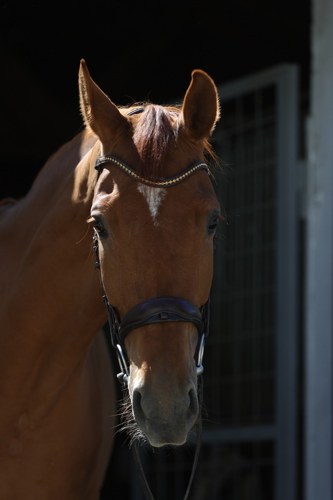 0P6A8923 | Willkommen bei Brunnmayr - Design & Fotografie – Ihrem Spezialisten für Reitturniere und Pferdeveranstaltungen in Oberösterreich, Salzburg und Bayern! Seit über 17 Jahren sind wir leidenschaftlich dabei.