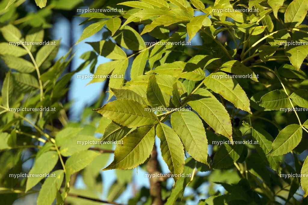 Walnuss-006 | Das Bilderarchiv über Tiere, Planzen und Landschaften. In der Bilddatenbank finden Sie ein große Auswahl an hochwertigen Bilder für Ihre Werbung - Realisiert mit Pictrs.com