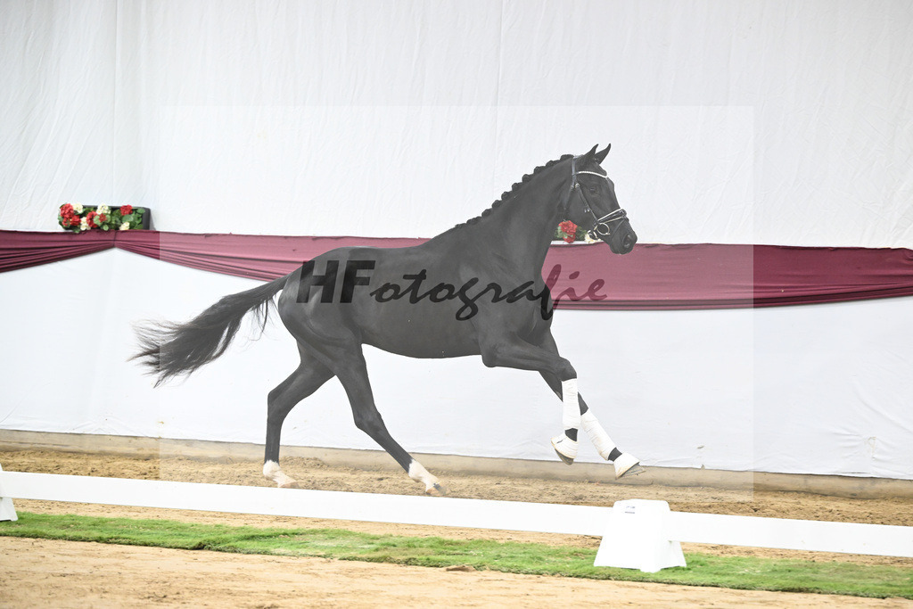 Kat-Nr. 65 Zalando x Fuerstenball_Gestuet Dobel_47252472 | hf-fotografie - Realisiert mit Pictrs.com