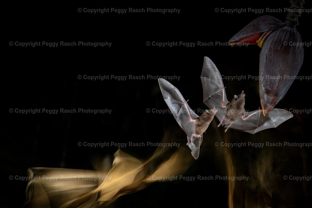 Fledermäuse (4) | PeggyRaschPhotography - Realisiert mit Pictrs.com