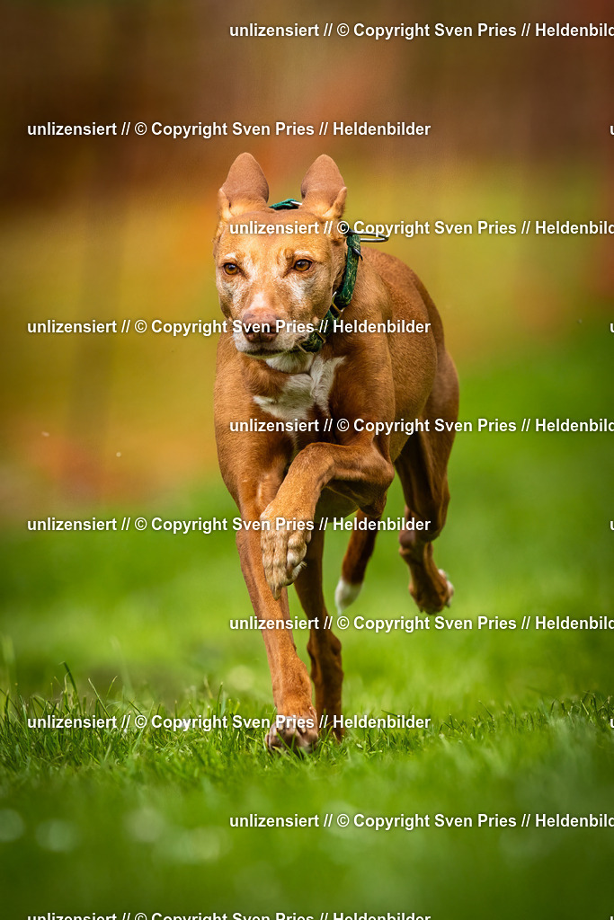 Sven Pries | 2025-04-13 - Hunderennen Baden-Baden - Realisiert mit Pictrs.com