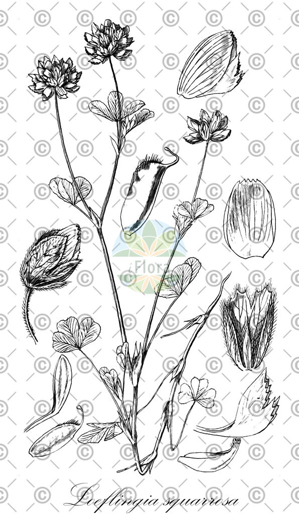 HistAbb_wfo-0001035353_1_ENZY_Simple | Historische Abbildung von Loeflingia squarrosa - Caryophyllaceae | Historical Illustration of Loeflingia squarrosa - Caryophyllaceae