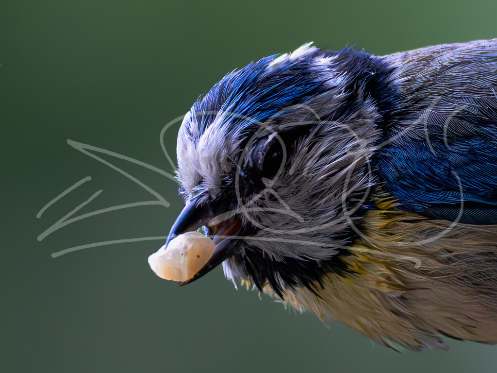 Nasse Blaumeise | Der Regen scheint die Blaumeise nicht wirklich zu interessieren. Ein toller Anblick! - Realisiert mit Pictrs.com