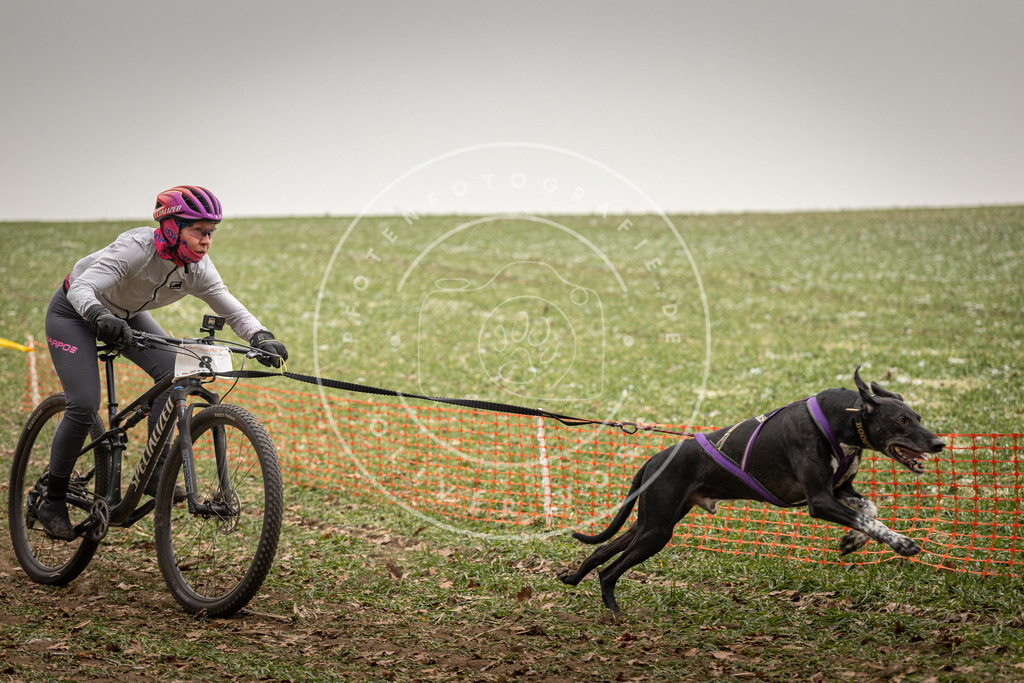 Pfotenfotografie_DV3A3537 | Hundefotografie, Tierfotograf, Pfotenfotografie, Fotoshooting Hund, Hunde Portrait, Hundesport, Hundeportraits, Heideshooting, Hunde, Sportfotograf, Hundefotograf, Turnierhundsport, THS,  - Realisiert mit Pictrs.com