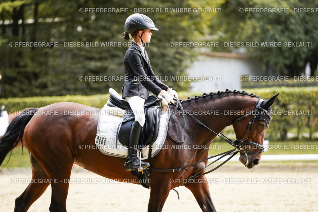 DSC01139 | Pferdegrafie