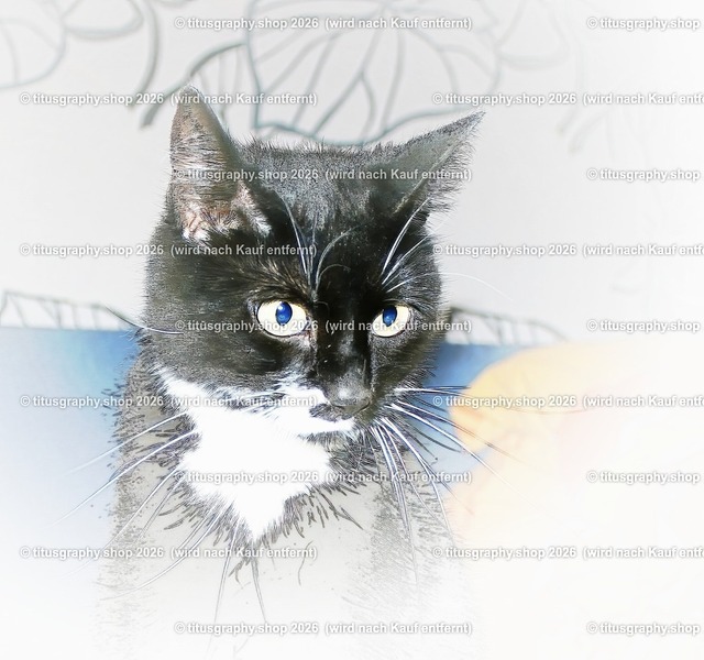 Palischa (Variation 11) | titusgraphy.eu präsentiert anspruchsvolle Katzenfotos in verschiedenen Variationen.  - Realisiert mit Pictrs.com