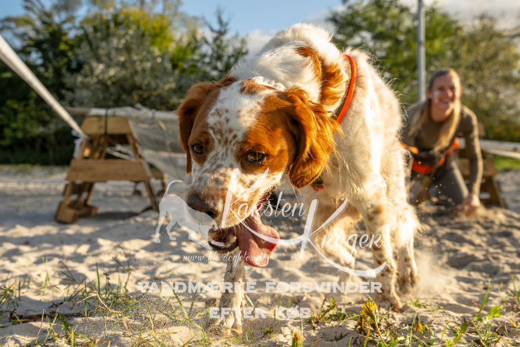 1646_ZZ99332 | kk-dogfotos