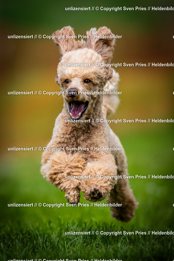 Sven Pries | 2025-04-13 - Hunderennen Baden-Baden - Realisiert mit Pictrs.com