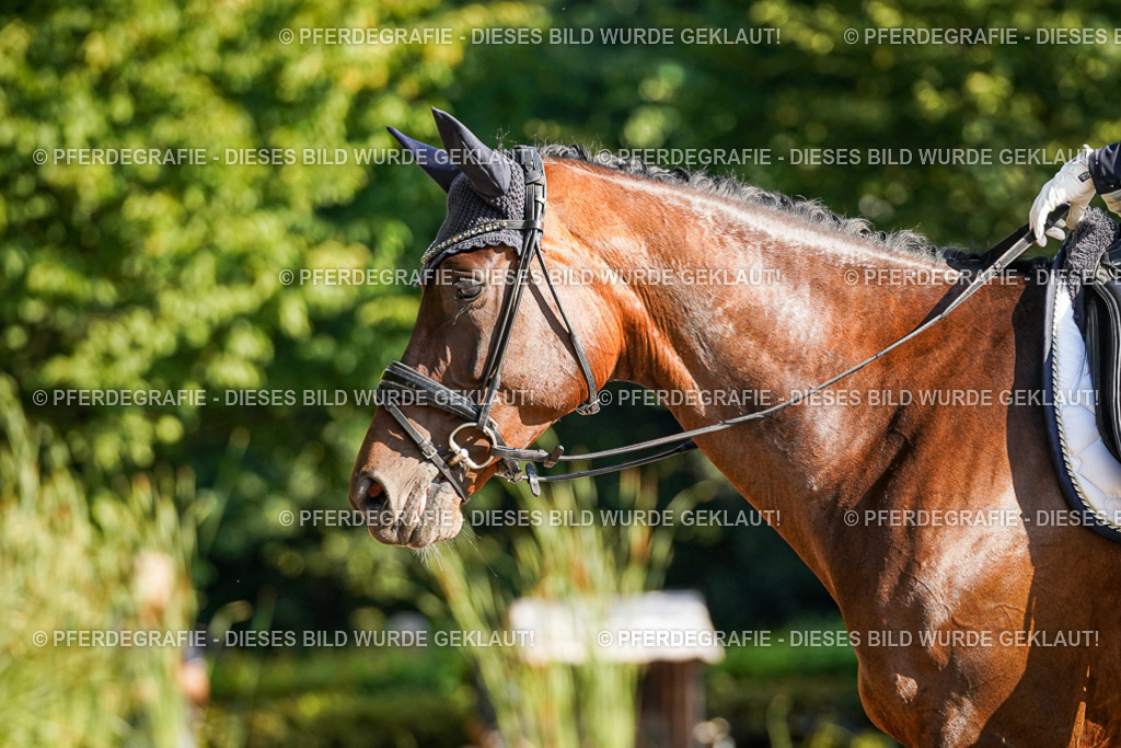 DSC09005 | Pferdegrafie