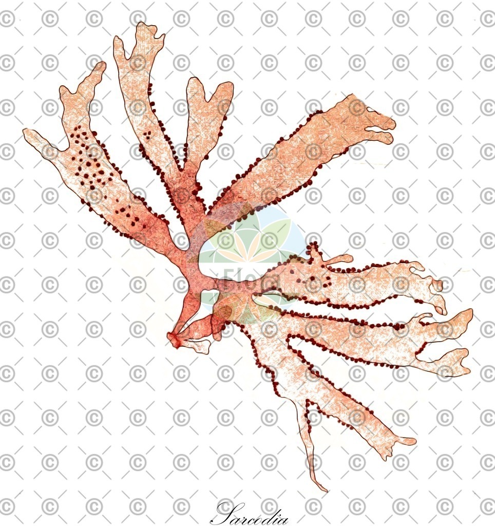 HistAbb_wfo-0000303713_1_ENZY_Simple | Historische Abbildung von Sarcodia - Sarcodiaceae (0) | Historical Illustration of Sarcodia - Sarcodiaceae (0)