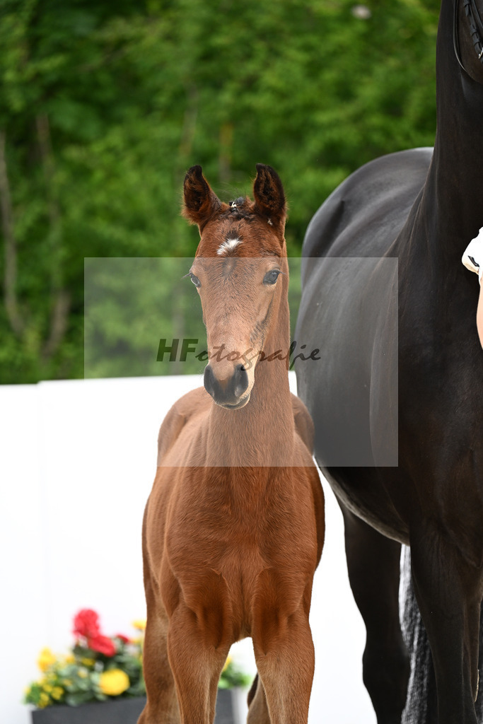 Veneno x Feriado_HF_Ederle_13250201 | hf-fotografie - Realizzato con Pictrs.com