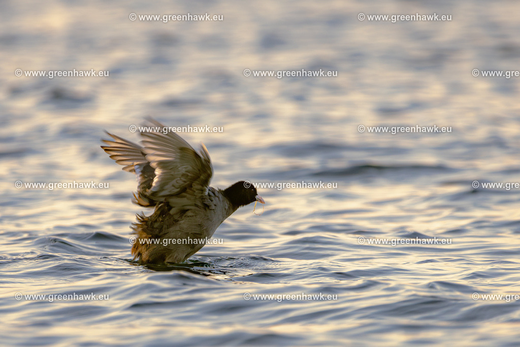 _MG_0105-Verbessert-RR | Greenhawks Bilder Shop für Landschaften, Urban, Tiere und weiteres als Poster Leinwand oder Fotogeschenk für Ostern Weihnachten oder Geburtstag  - Realisiert mit Pictrs.com