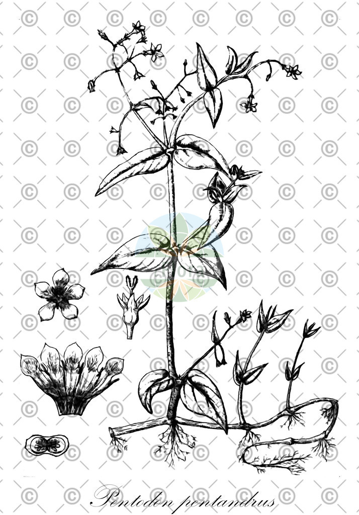 HistAbb_wfo-0000006390_1_ENZY_Simple | Historische Abbildung von Pentodon pentandrus - Rubiaceae | Historical Illustration of Pentodon pentandrus - Rubiaceae