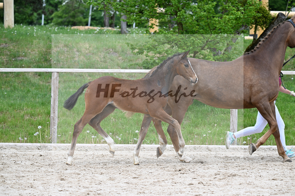 Kat-Nr. 33 HF Sebastino PS x Apache_Blessing_24260719 | hf-fotografie - Realisiert mit Pictrs.com