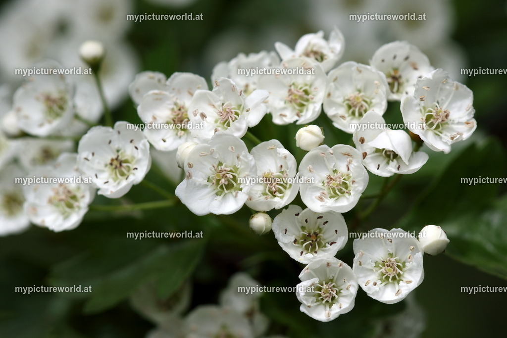 Eingriffeliger Weißdorn-016 | Das Bilderarchiv über Tiere, Planzen und Landschaften. In der Bilddatenbank finden Sie ein große Auswahl an hochwertigen Bilder für Ihre Werbung - Realisiert mit Pictrs.com