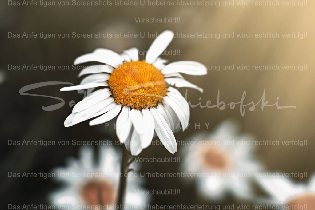 Wandbild Margerite | People- und Tierfotografie, Imageaufnahmen, Veranstaltungsfotografie und Wandbilder aus der Natur ★ Made in Germany ✔️ Druck + Downloads ✔️ Naturfotografie in Top Qualität ★ schneller Versand, weltweite Lieferung! - Realisiert mit Pictrs.com
