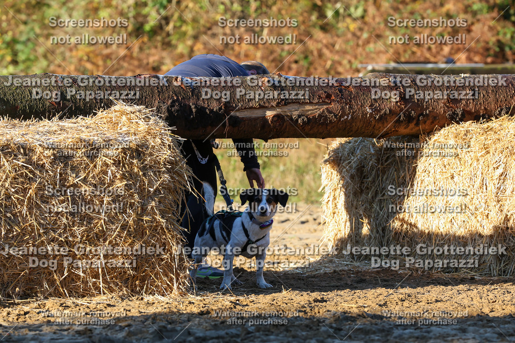 Dog Paparazzi - Strongdog 10-25-927 | Dog Paparazzi Jeanette Grottendiek Fotografie & Videografie - Realisiert mit Pictrs.com