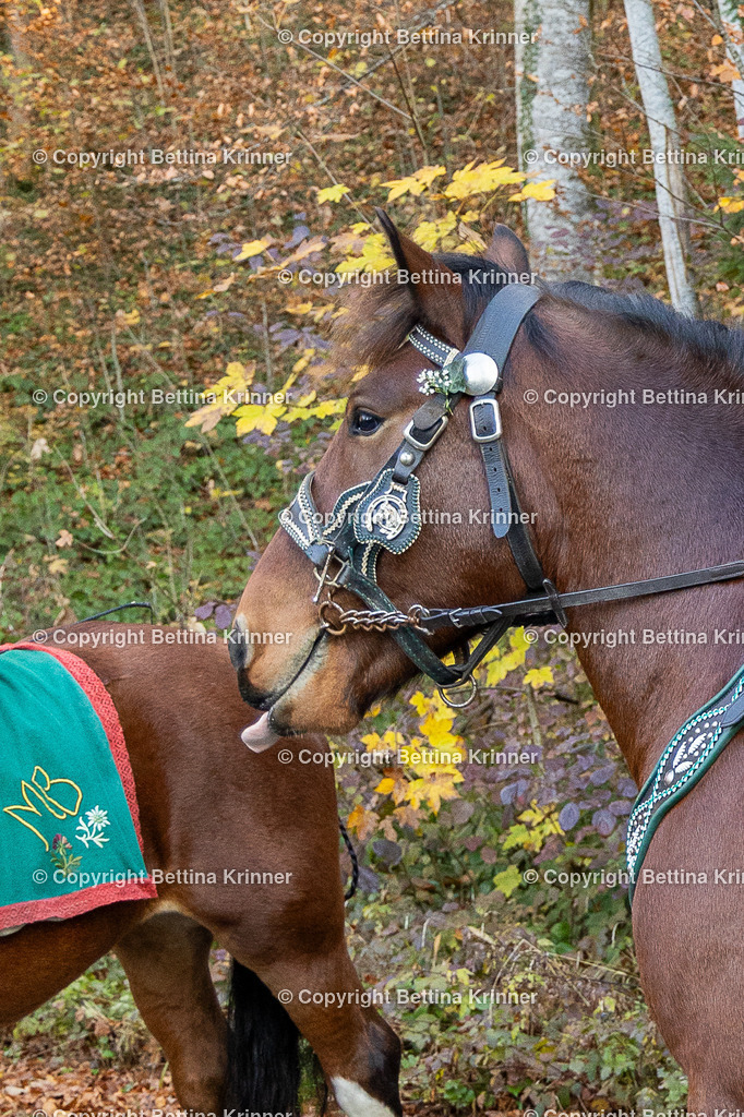 LL24-270 | foto-bettina-krinner - Realisiert mit Pictrs.com