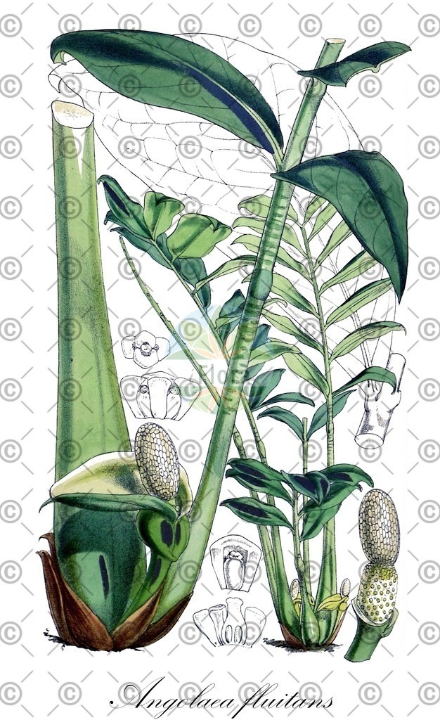 HistAbb_wfo-0000766566_1_SIMPLE | Historische Abbildung von Angolaea fluitans - Podostemaceae | Historical Illustration of Angolaea fluitans - Podostemaceae