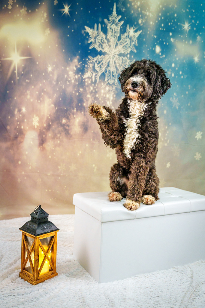 allesWIRTHgut Tierfotografie - 7IV01807 | Professionelle Tierfotografie in Mönchengladbach von Daniel Wirth (allesWIRTHgut). Liebevolle & natürliche Bilder von Hunden & Katzen für unvergessliche Erinnerungen.