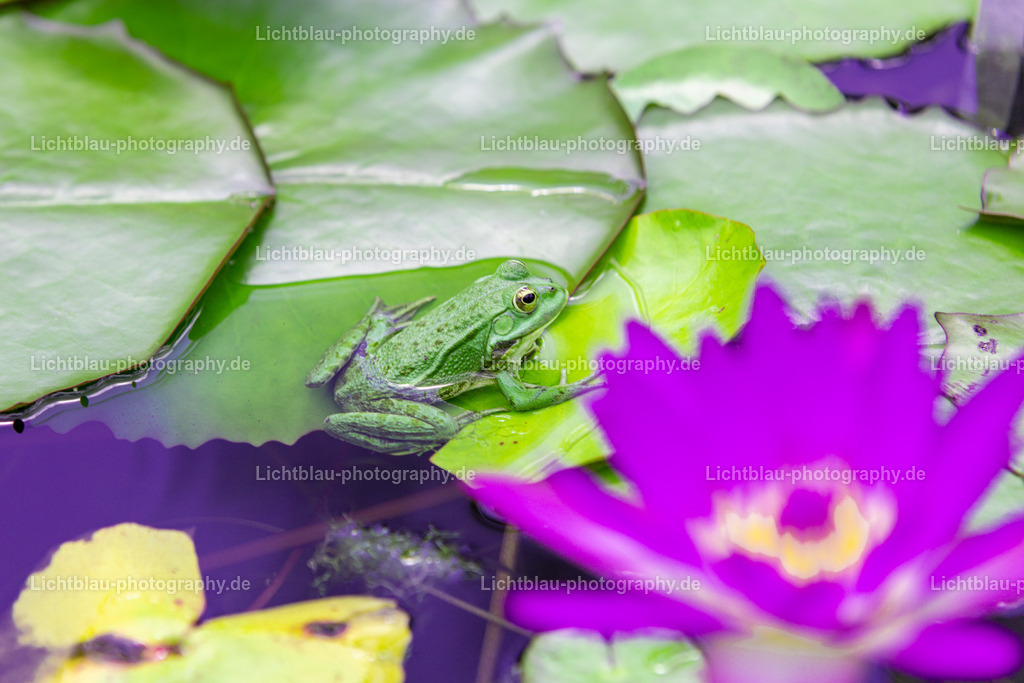Frösche  | Der Botanische Garten Freiburg wurde 1620 begründet. Er war damit einer der ersten in Deutschland nach Leipzig (1580), Jena, Heidelberg und Gießen. Der damalige Botanische Garten wurde von der medizinischen Fakultät als Lehrgarten angelegt und wurde im Dreißigjährigen Krieg zerstört. Danach wurde er wieder eingerichtet, musste aber 1677 nach der Annexion der Stadt durch Frankreich den von Vauban geplanten Festungsanlagen weichen. - Realized with Pictrs.com