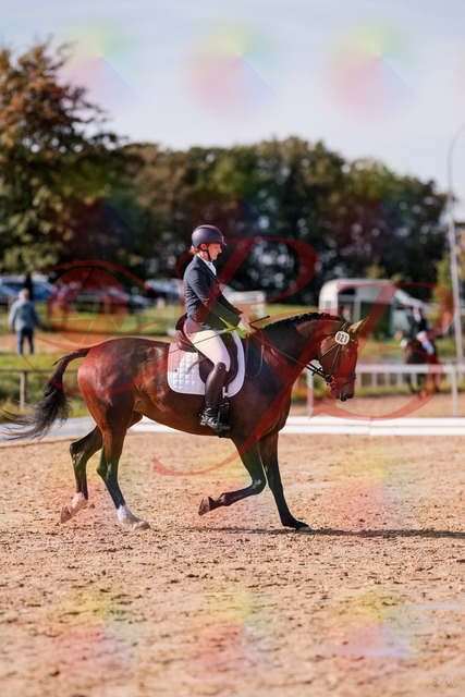 2026_10_03_Siefer-Hof_125505_Z81_43756516 | Professionelle Reitsport-, Turnier- und Eventfotografie von Robert Broda. Galerien mit ausgewählten und bearbeiteten Bildern direkt online ansehen und bestellen.