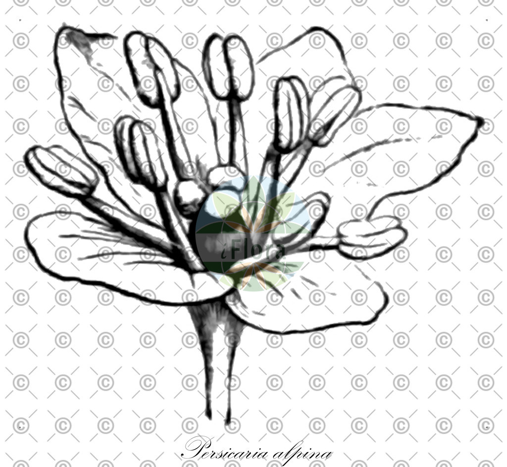 HistAbb_EMP_55958_SRC_Schlechtendal_FLORAD_SIMPLE | Historische Abbildung von Persicaria alpina - Polygonaceae | Historical Illustration of Persicaria alpina - Polygonaceae (alpine knotweed)