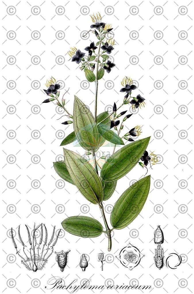HistAbb_wfo-0001300165_1_ENZY_Simple | Historische Abbildung von Pachyloma coriaceum - Melastomataceae | Historical Illustration of Pachyloma coriaceum - Melastomataceae