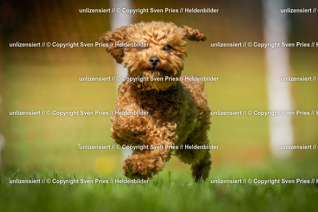 Hunderennen_April_2026_350 | 2026-04-26 - Hunderennen Baden-Oos April 2026 - Realisiert mit Pictrs.com